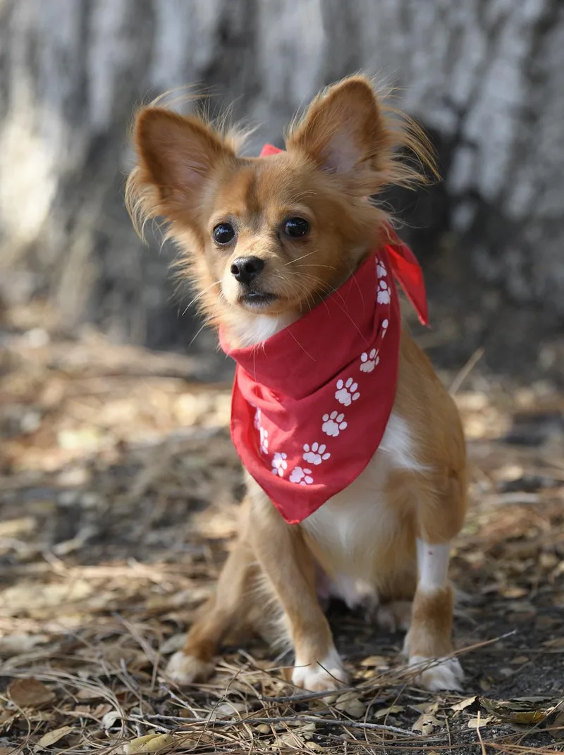 A young small-sized male Papillon dog named Mikey for adoption in Encino, CA