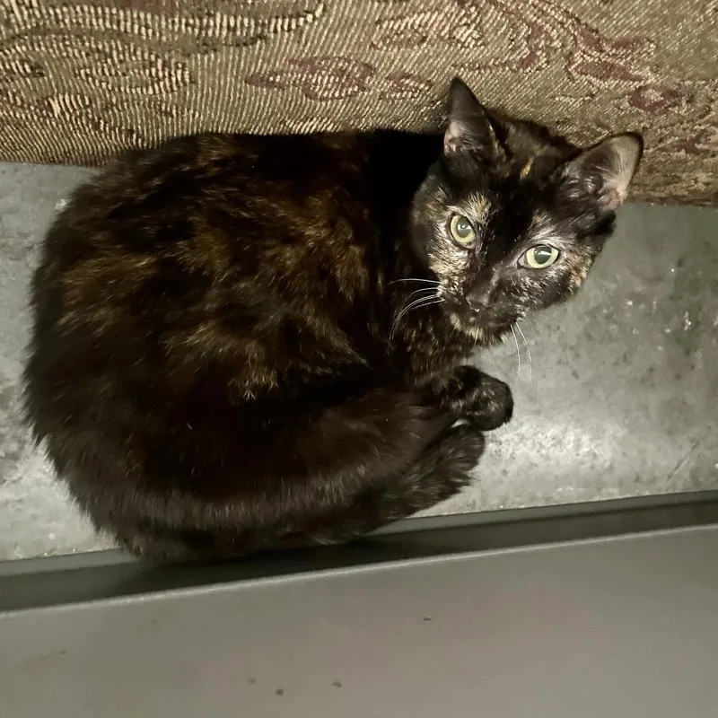 A senior medium-sized female Tortoiseshell Domestic Short Hair cat named Kaleeko for adoption in Fairmont, WV