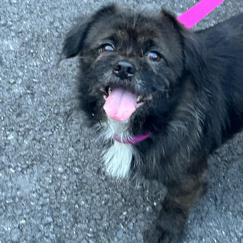 An adult small-sized male Black Mixed Breed dog named Sean for adoption in Rockville, MD