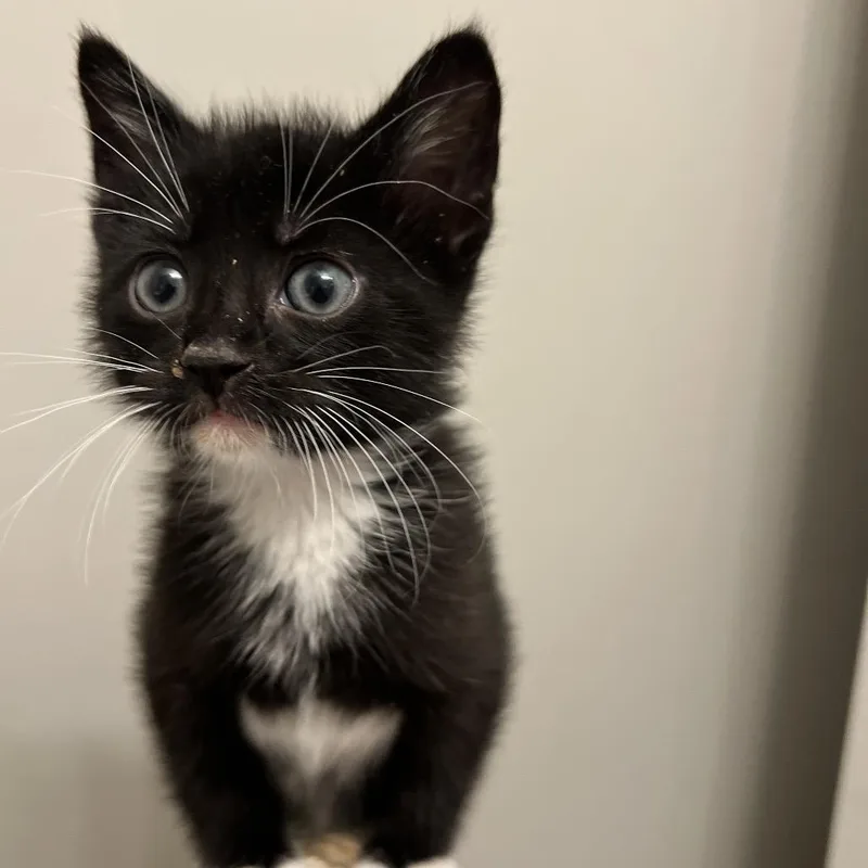 A baby small-sized male Black Domestic Short Hair cat named Cade for adoption in West Olive, MI