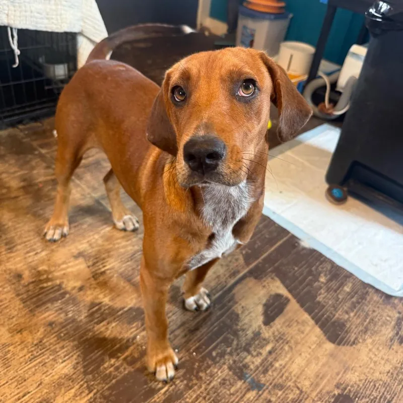 A young medium-sized male Redbone Coonhound dog named Hot Shot for adoption in Kennebunk, ME