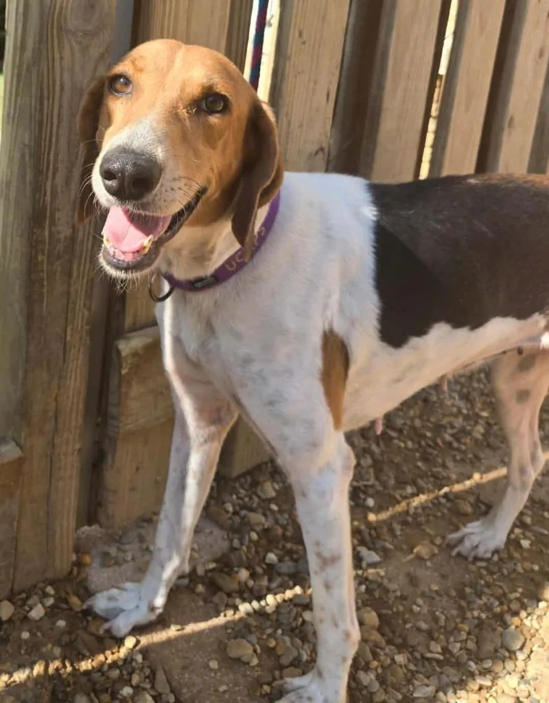 An adult medium-sized female Treeing Walker Coonhound dog named Ladybug for adoption in El Dorado, AR