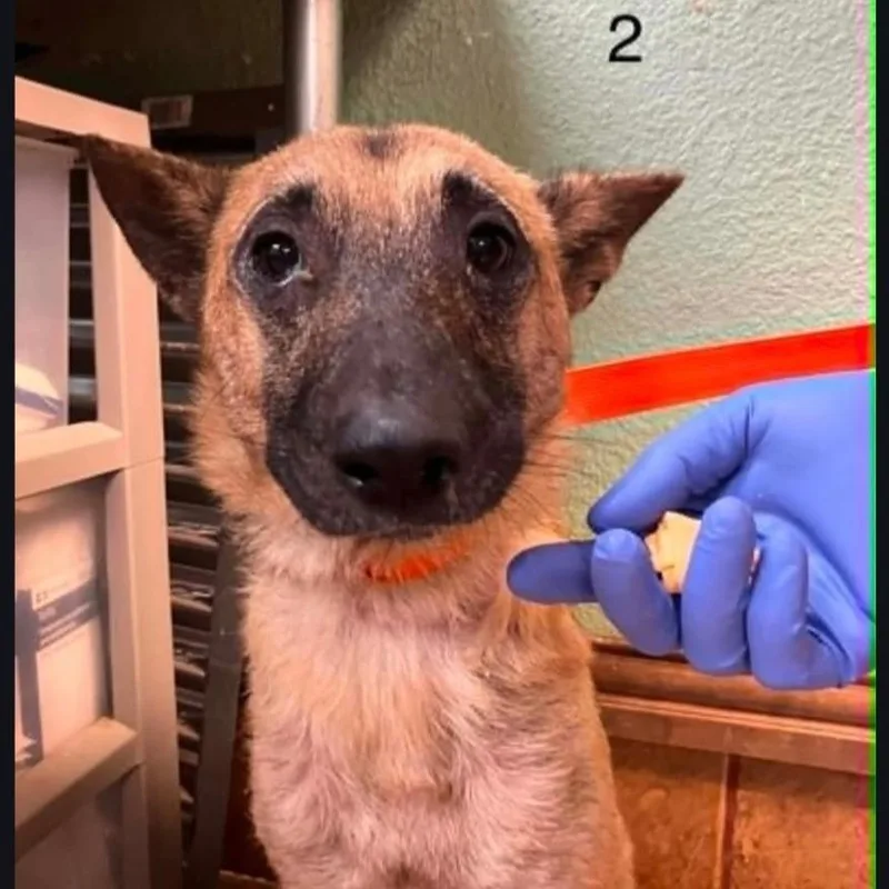 An adult medium-sized female Yellow / Tan / Blond / Fawn Belgian Shepherd / Malinois dog named Leia for adoption in Tulsa, OK