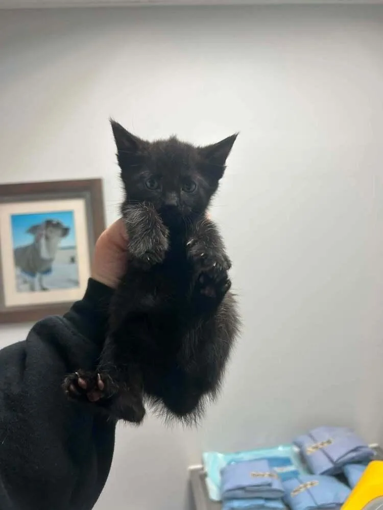 A baby medium-sized male Black Domestic Short Hair cat named Prince Mononoke for adoption in North Brunswick, NJ