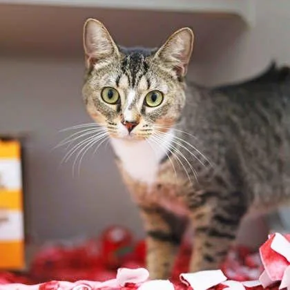 An adult small-sized female Buff / Tan / Fawn Domestic Short Hair cat named Betsy for adoption in Atlanta, GA
