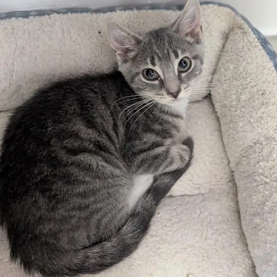 A baby medium-sized female Tabby (Gray / Blue / Silver) Domestic Short Hair cat named Octavia aka Tavi for adoption in Shippenville, PA