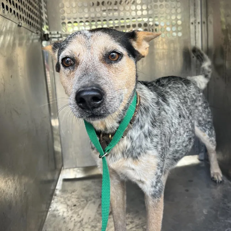 An adult medium-sized female Australian Cattle Dog / Blue Heeler dog named Quack for adoption in Edinburg, TX