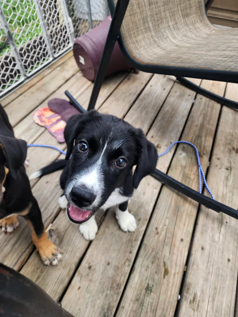 A baby medium-sized male English Springer Spaniel dog named Yoda for adoption in Marine City, MI