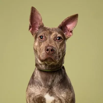 A young medium-sized female Pit Bull Terrier dog named Pompey for adoption in Atlanta, GA