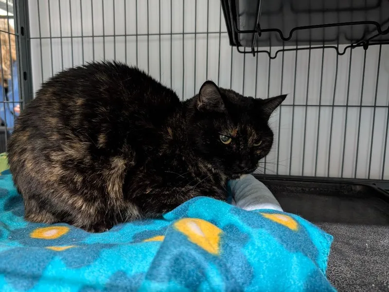 A senior medium-sized female Domestic Short Hair cat named Lucky for adoption in Magnolia, TX