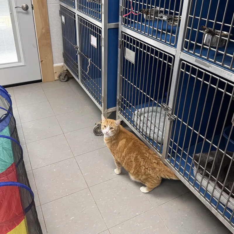 An adult extra large-sized male Orange & White Domestic Short Hair cat named Buddy for adoption in Hoopeston, IL