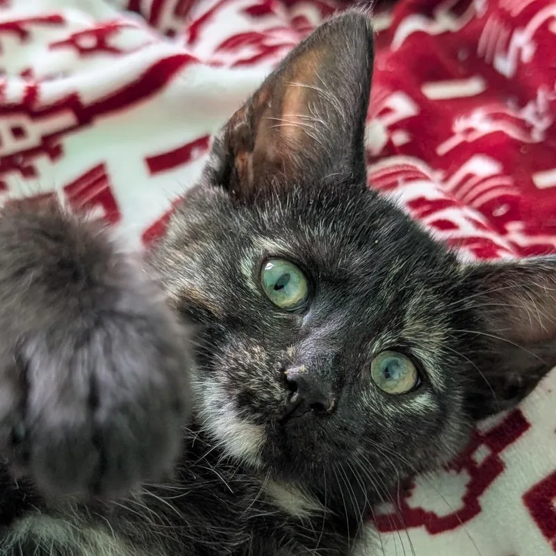 A baby small-sized female Tortoiseshell Domestic Short Hair cat named Luna for adoption in Roselle, IL