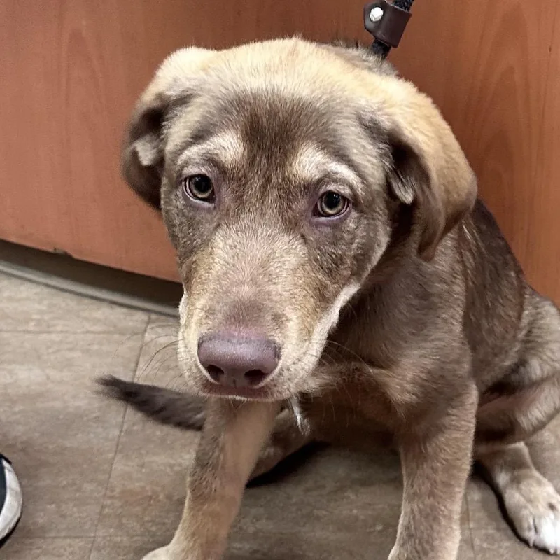 A baby medium-sized male Brown / Chocolate Husky dog named Yogi for adoption in Westminster, CA