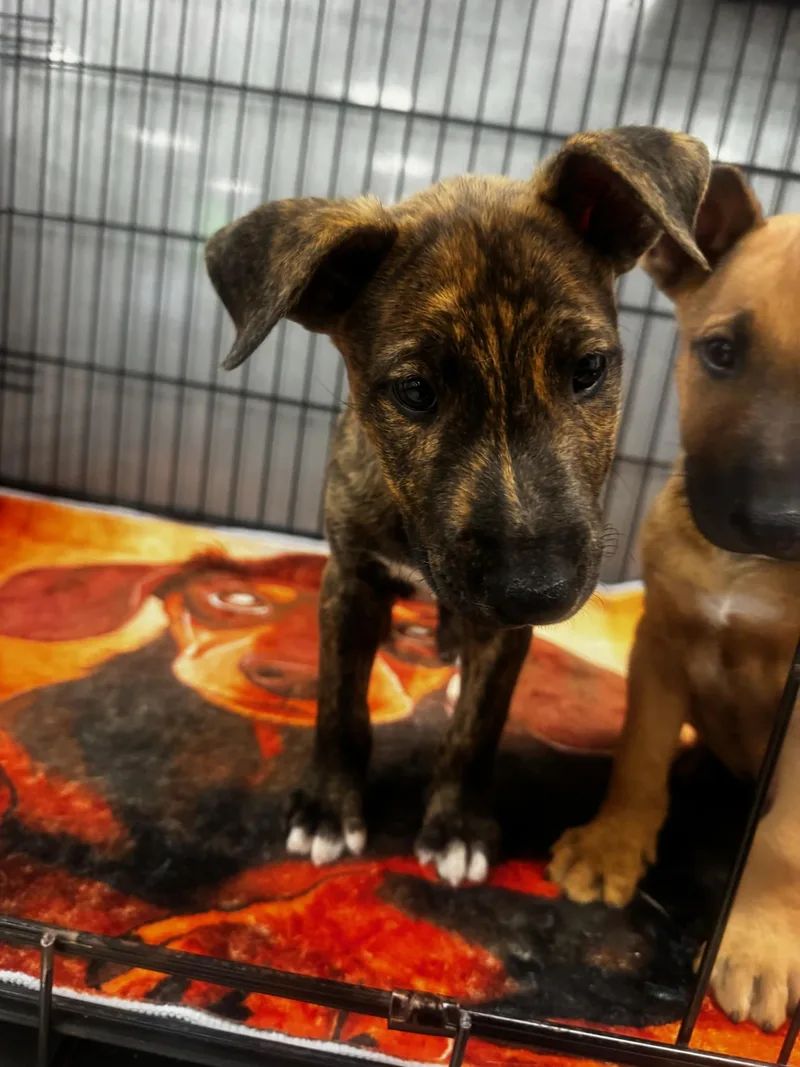 A baby small-sized male Bull Terrier dog named Billie for adoption in Van Nuys, CA