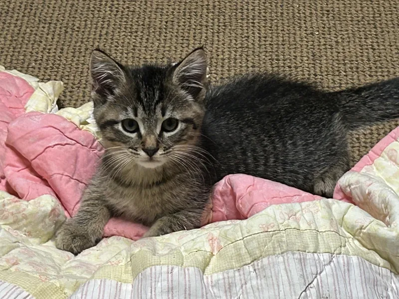 A baby large-sized male Tabby (Brown / Chocolate) Domestic Short Hair cat named Valentino for adoption in Middletown, CT