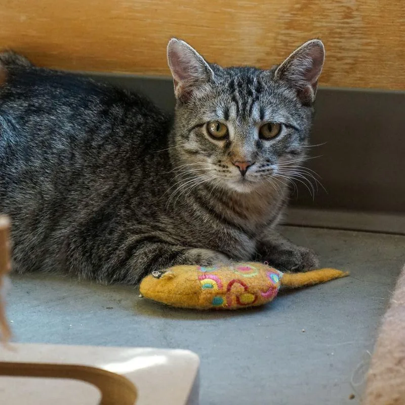 A young medium-sized male Domestic Short Hair cat named Merlin for adoption in Jackson, WY