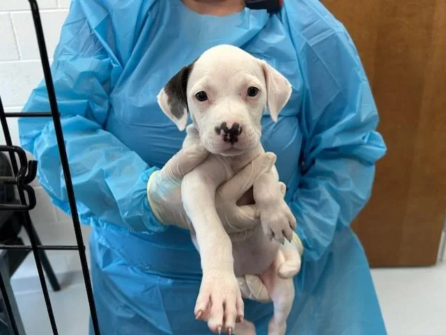 A baby large-sized female Pit Bull Terrier dog named Precious for adoption in Ocala, FL