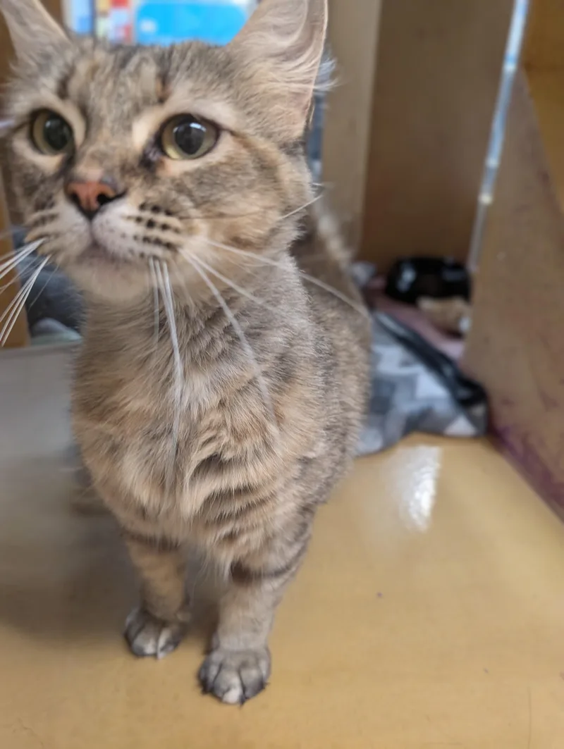 An adult medium-sized female Torbie Domestic Medium Hair cat named Marge for adoption in Pearland, TX