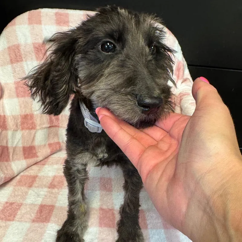 A baby small-sized male Black Mixed Breed dog named Ash for adoption in Kittanning, PA