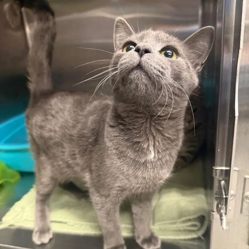 A baby medium-sized male Domestic Short Hair cat named Frog for adoption in Spokane, WA