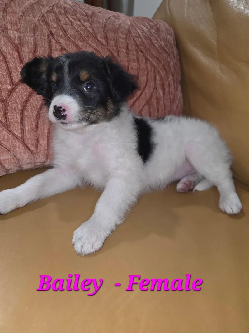 Baxter And His Siblings