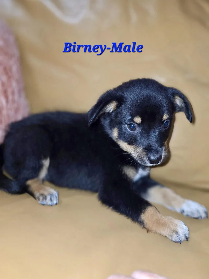 Baxter And His Siblings thumbnail 3