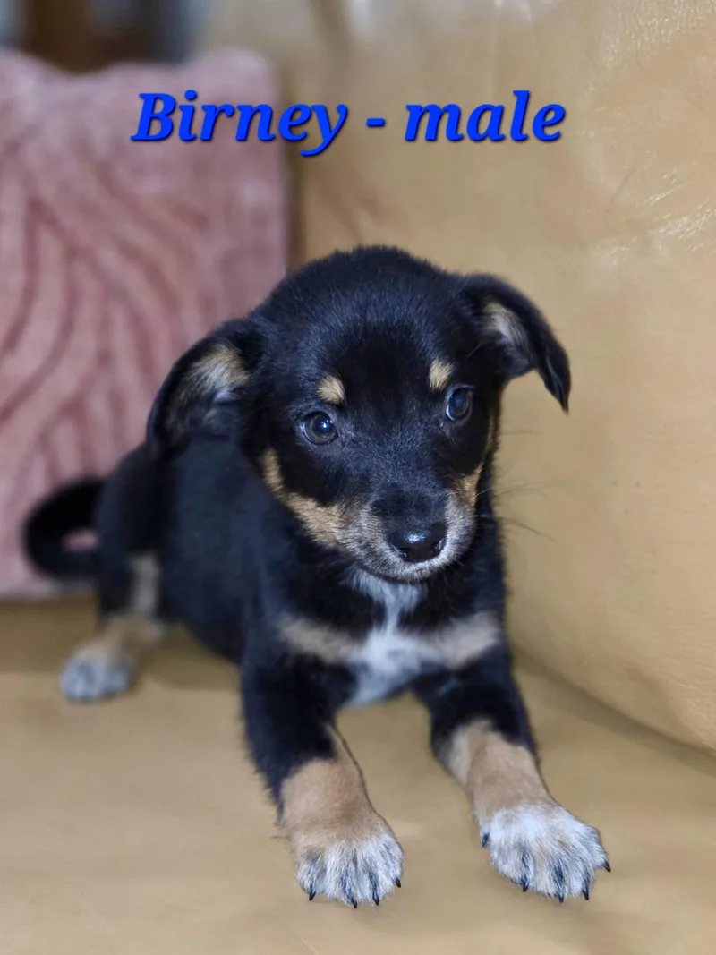 Baxter And His Siblings thumbnail 5