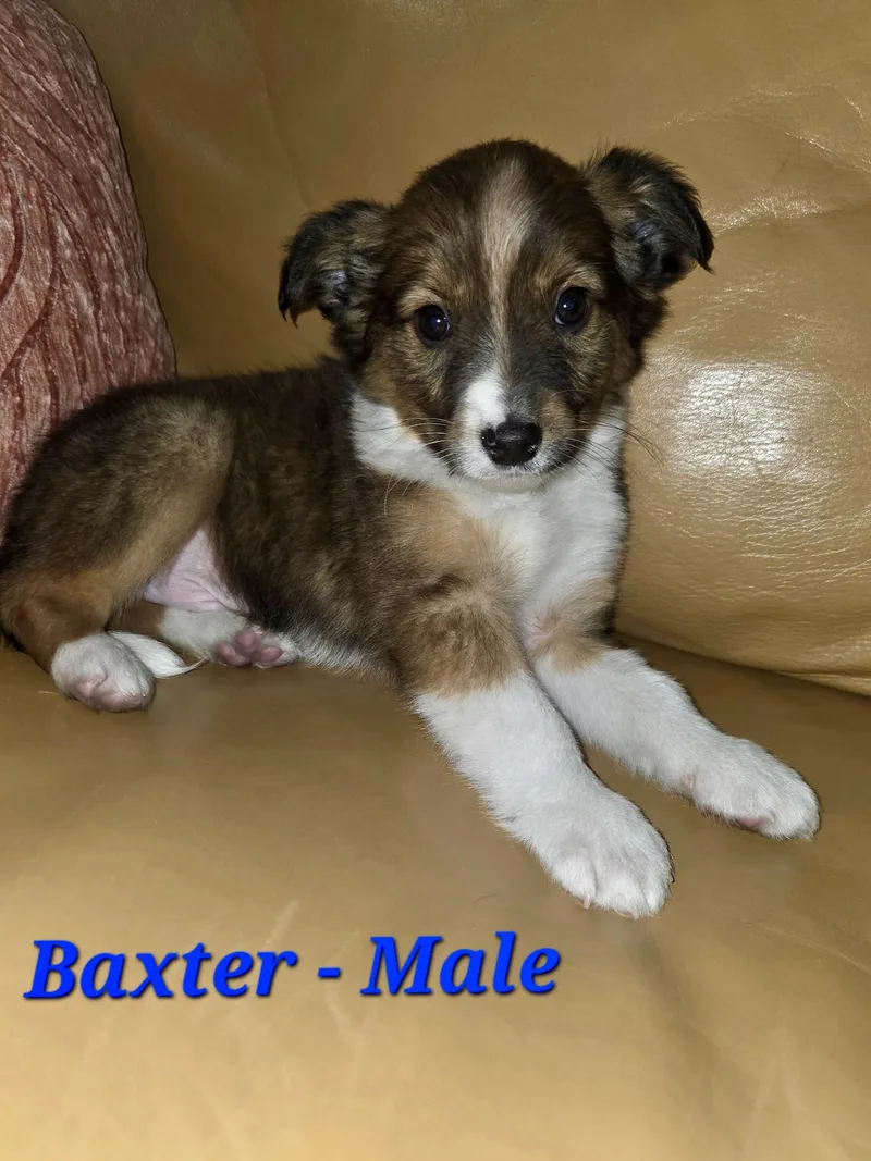 Baxter And His Siblings thumbnail 6