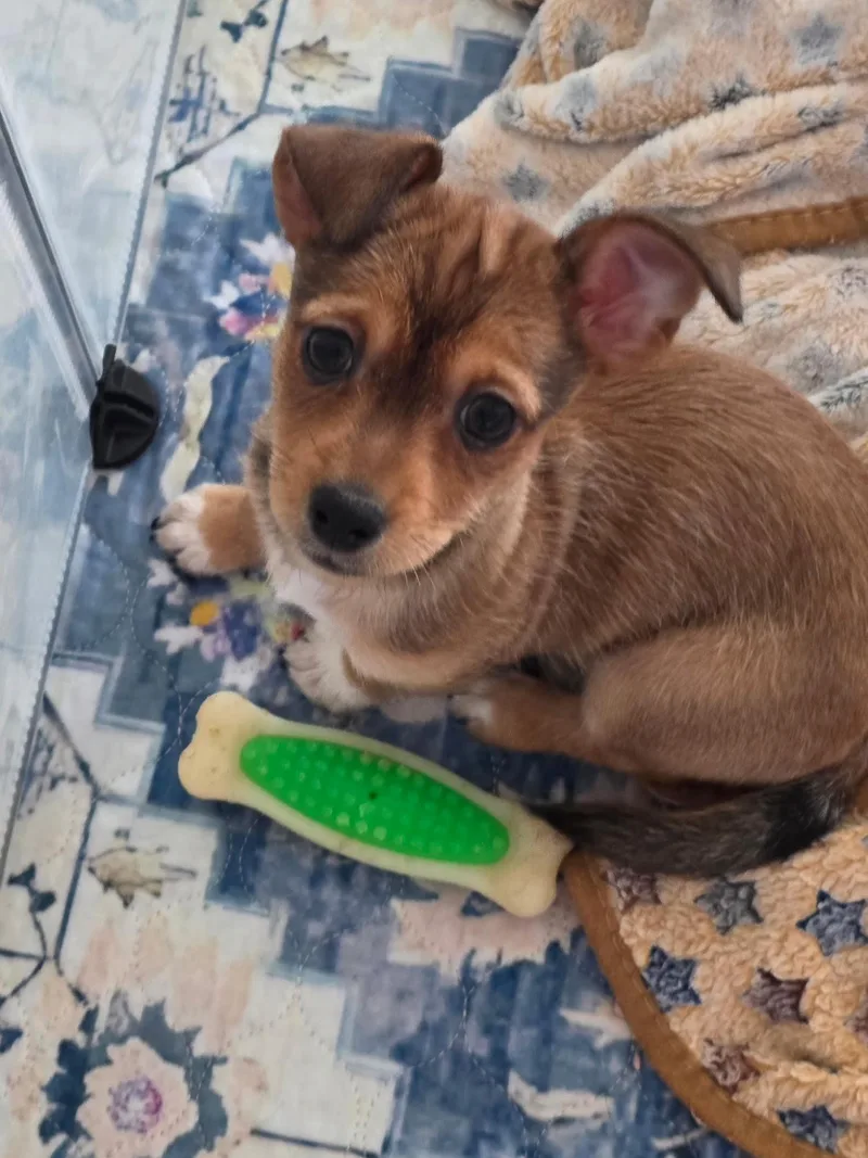 A baby small-sized male Yellow / Tan / Blond / Fawn Chihuahua dog named Gretchen for adoption in Las Vegas, NV
