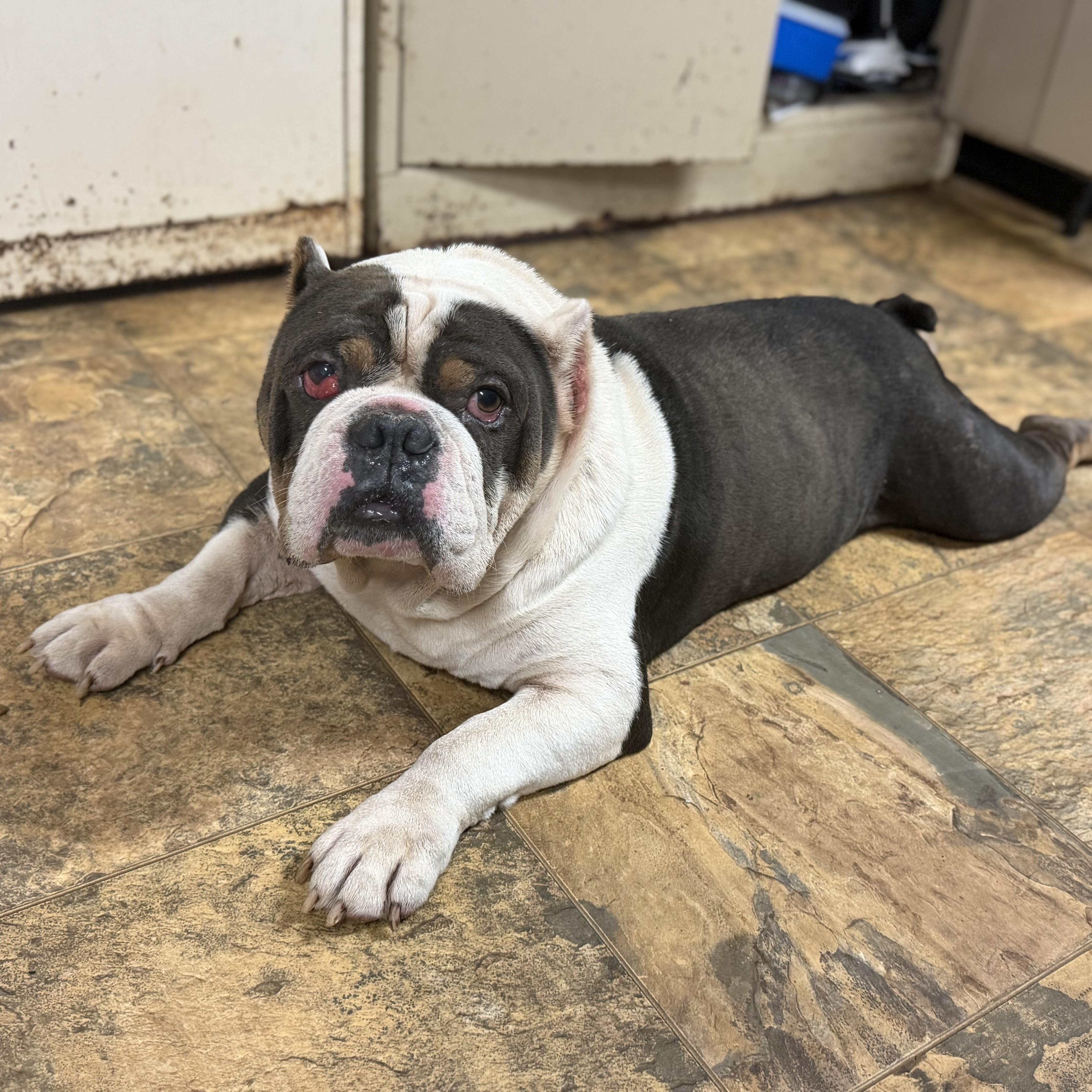 An adult medium-sized male Tricolor (Brown, Black, & White) English Bulldog dog named Sir Pretty Princess for adoption in Columbia, SC