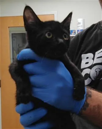 A baby small-sized male Domestic Short Hair cat named E.l. Fudge for adoption in Albuquerque, NM