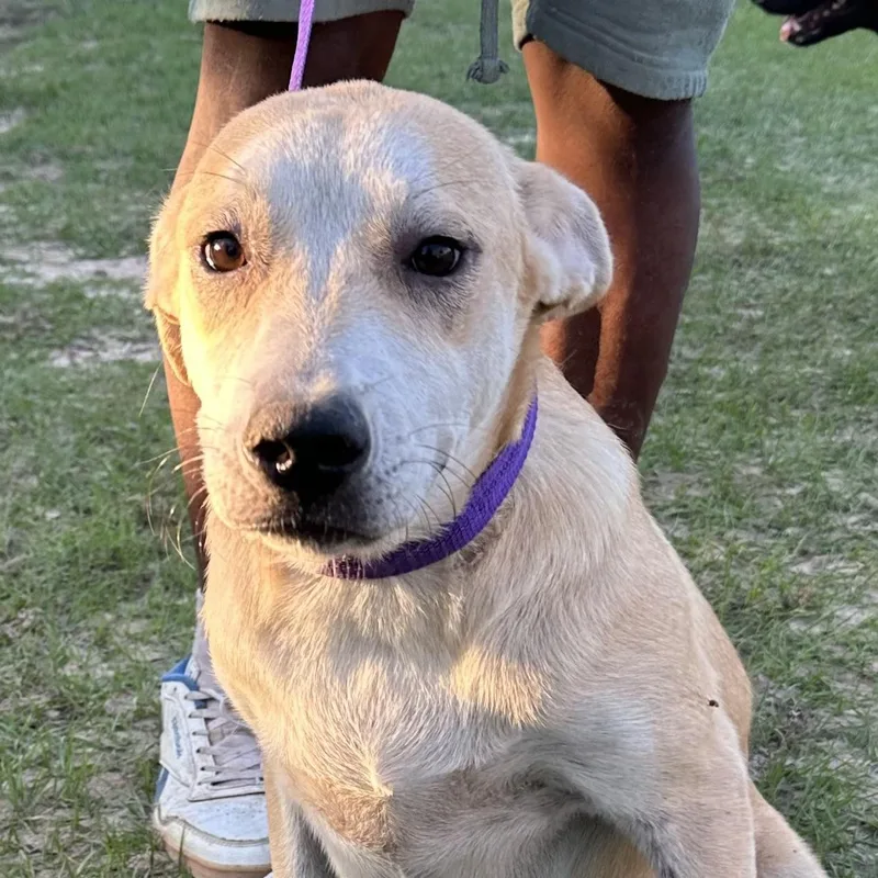 A baby medium-sized male Apricot / Beige Labrador Retriever dog named Nugget  Local November for adoption in Brookshire, TX