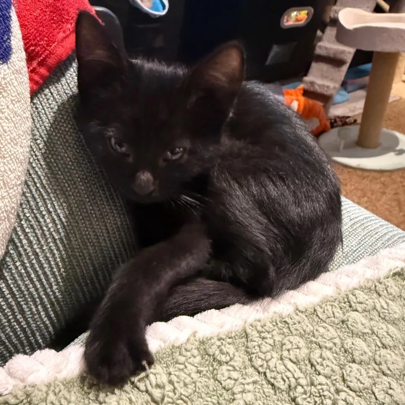A baby small-sized female Black Domestic Short Hair cat named Venus for adoption in Silver Spring, MD