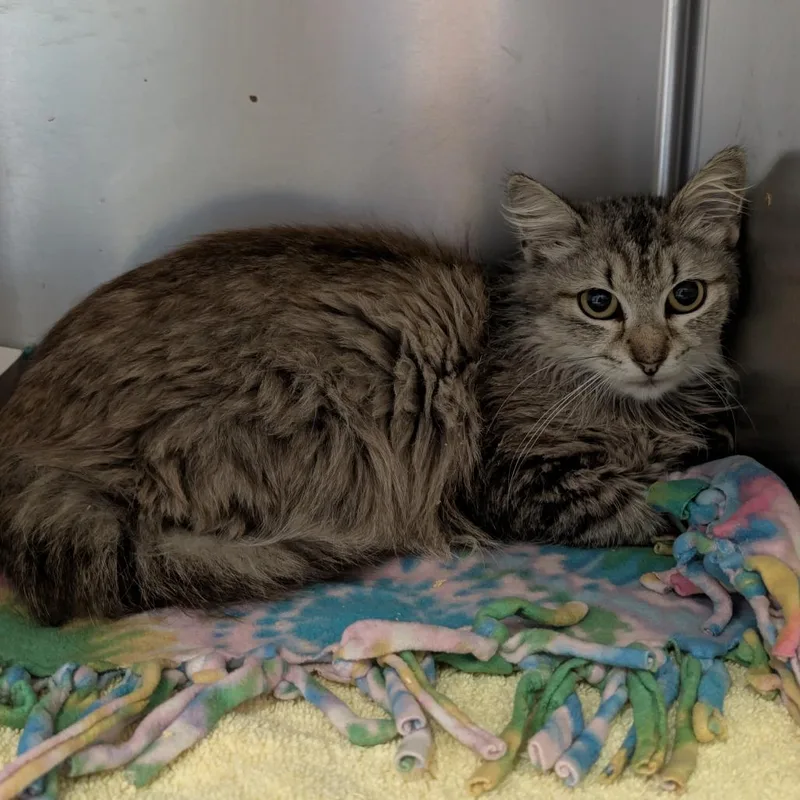 An adult medium-sized male Brown / Chocolate Domestic Long Hair cat named Souffle for adoption in Naples, FL