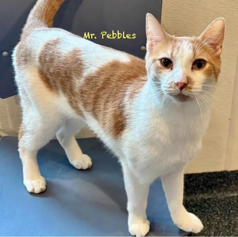 A young large-sized male Orange & White Domestic Short Hair cat named Mr. Pebbles for adoption in Palatine, IL