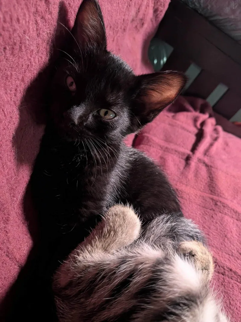 A baby medium-sized female Black Domestic Short Hair cat named Winnie for adoption in Sioux Falls, SD