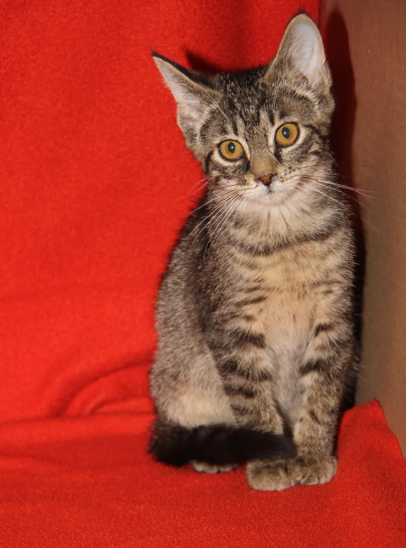 A baby medium-sized female Tabby (Brown / Chocolate) Tabby cat named Push Pop for adoption in Marietta, OH
