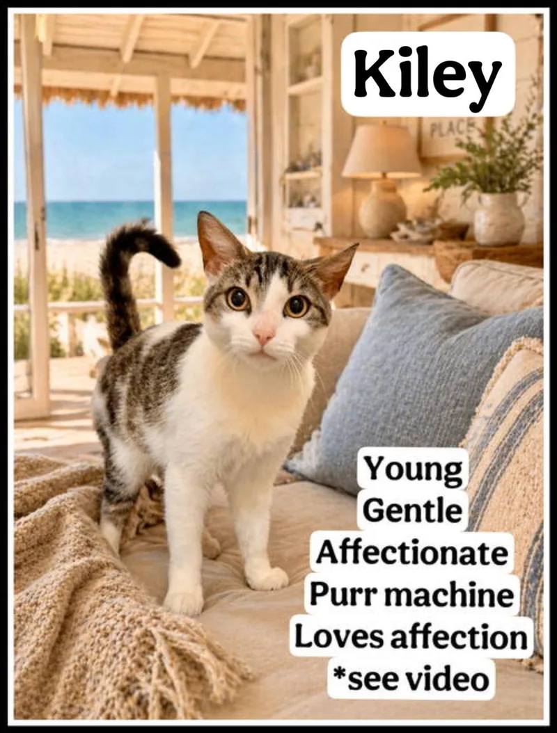 A young medium-sized female Domestic Short Hair cat named Kiley for adoption in Greenville, DE