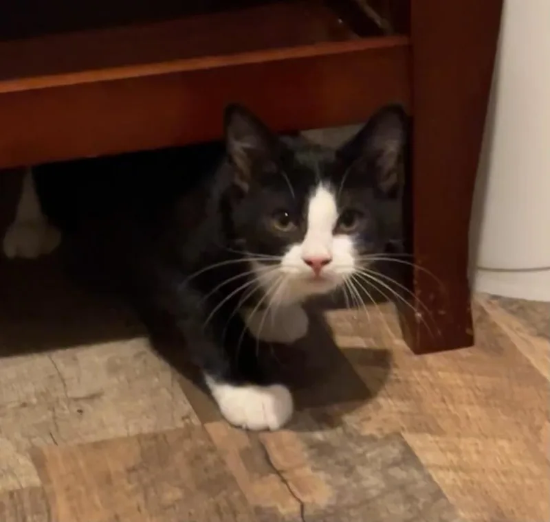 A baby small-sized female Black & White / Tuxedo Domestic Short Hair cat named Cotton Socks for adoption in Louisa, VA