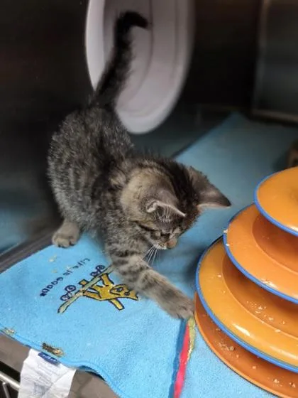 A baby small-sized male Domestic Short Hair cat named Scatter for adoption in Westland, MI