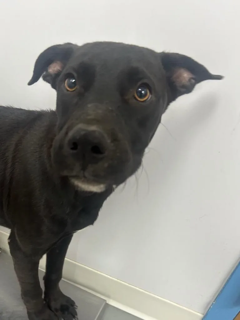 A baby medium-sized male Labrador Retriever dog named Buff for adoption in Hartsville, SC