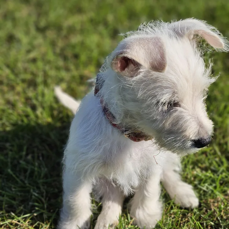 A baby small-sized male White / Cream Schnauzer dog named Milo so il for adoption in O Fallon, IL