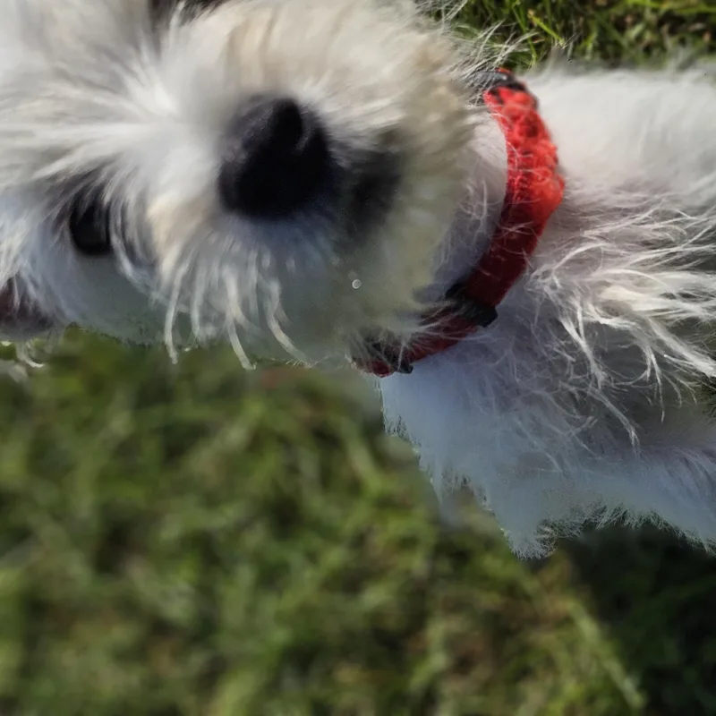 Milo so il thumbnail 4
