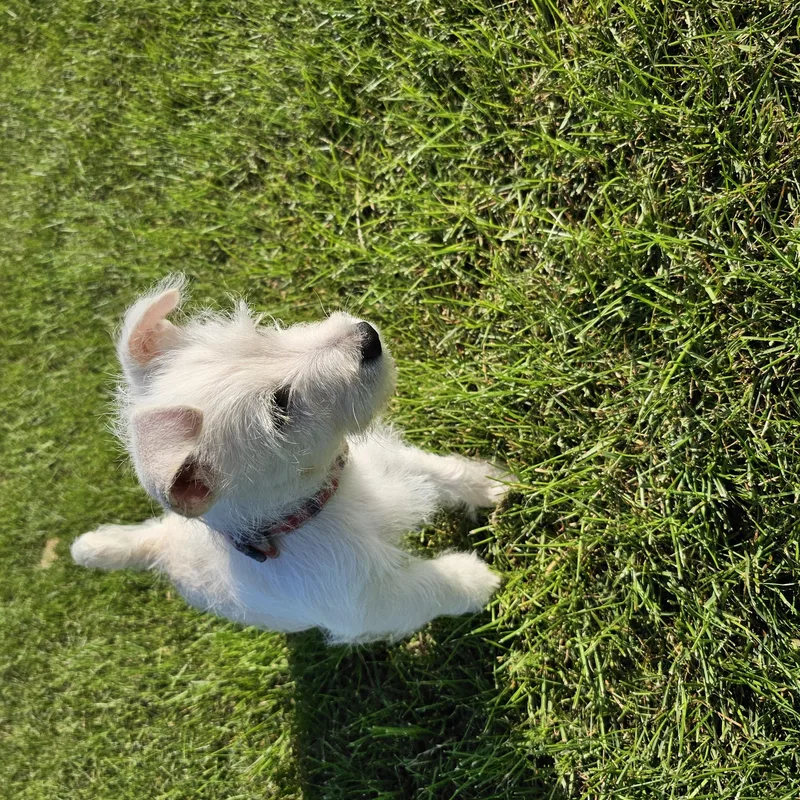 Milo so il thumbnail 6