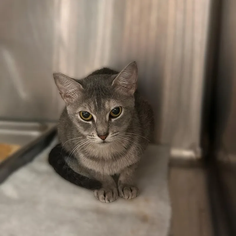 A young medium-sized female Domestic Short Hair cat named Trixi for adoption in Davenport, IA