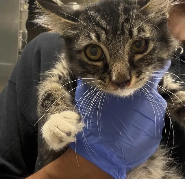 A baby small-sized male Domestic Short Hair cat named Cinnamon for adoption in Riverside, CA