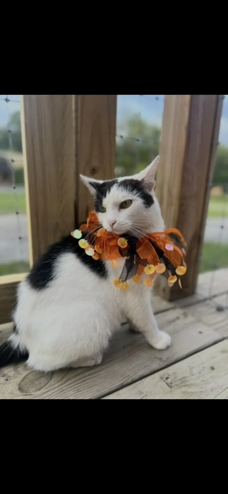 An adult medium-sized female Black & White / Tuxedo Domestic Short Hair cat named Pumpkin for adoption in Clyde, NC
