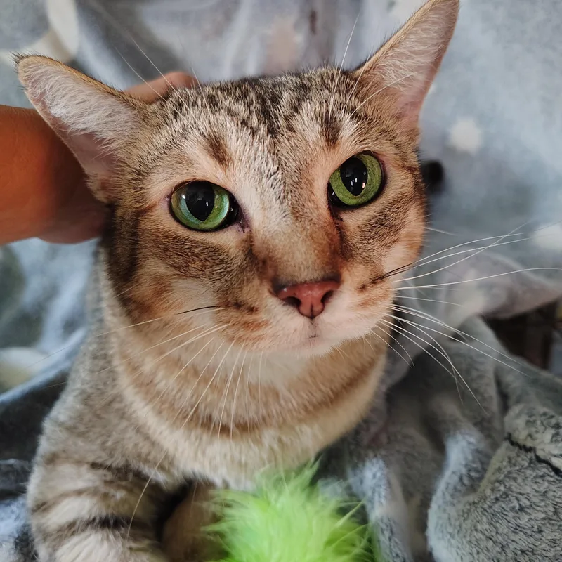 An adult large-sized female Tabby (Brown / Chocolate) Domestic Short Hair cat named Mystery for adoption in Jasonville, IN