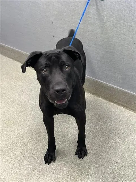 An adult large-sized male Cane Corso dog named Lou The Lobster for adoption in Las Vegas, NV
