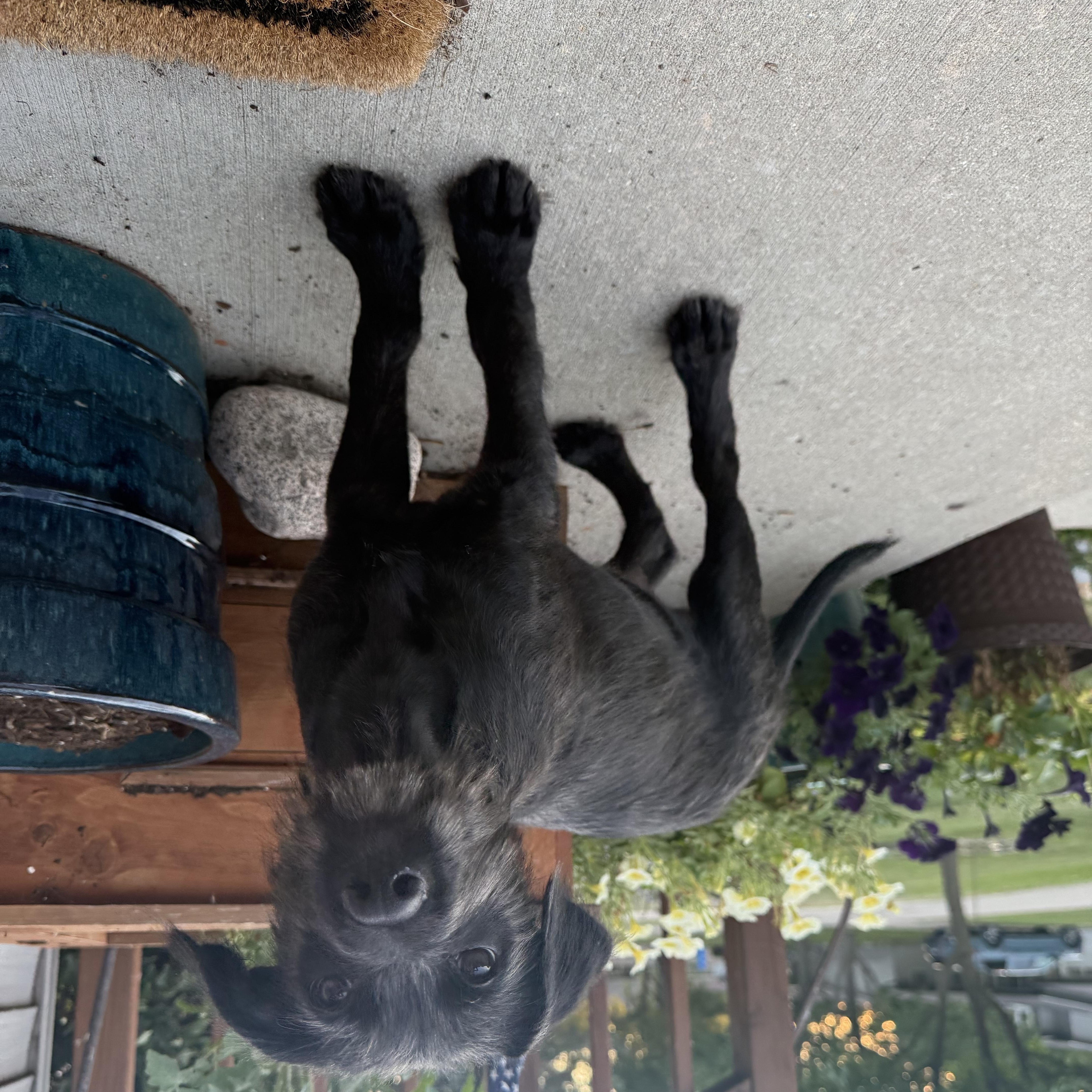 A baby large-sized male Black Mixed Breed dog named Walter for adoption in Kenosha, WI